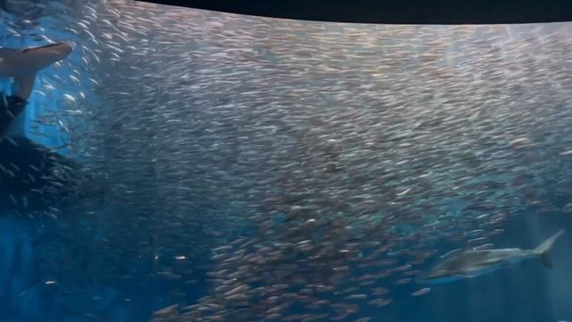黒潮大水槽の中を泳ぐマイワシの群れ　【名古屋港水族館】Sardine Nagoya Aquarium