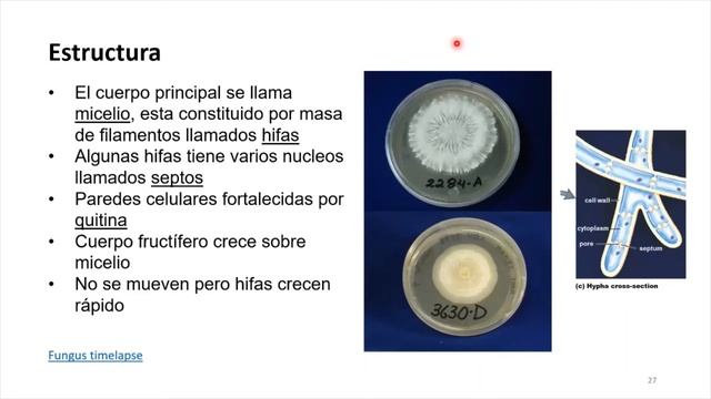 3 Biodiversidad de Microoganismos Archaea, Protistas, Hongos, Virus 01set2021