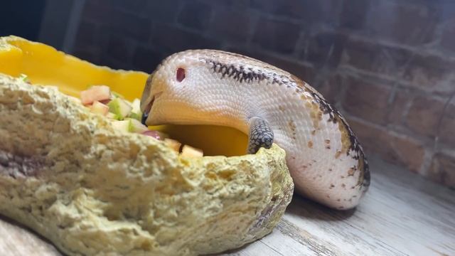 tiliqua intermedia / синеязыкий сцинк Индиго смотреть онлайн