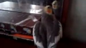 корелла разговаривает и кланяется в конце