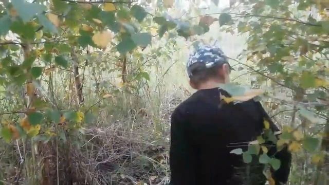 сбор грибов смотреть онлайн