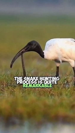 Black-headed Ibis's Snake Hunting Strategy | Bird Tactics #Blackheadedibis #video #shorts