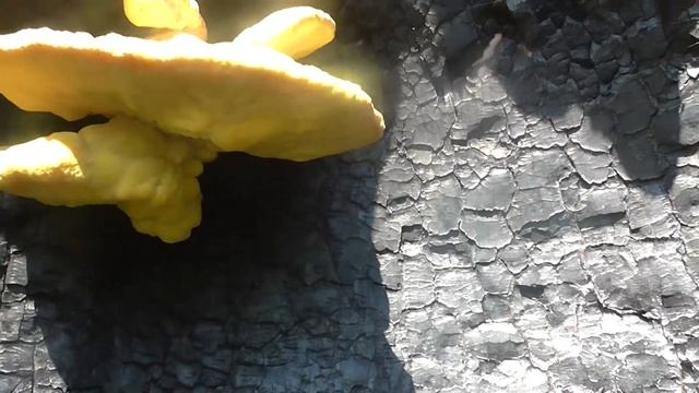 словно мы на планете чужой смотреть онлайн