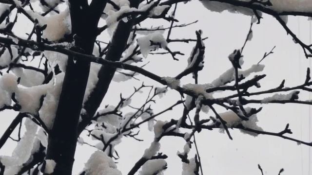 VID 20230305 143132 Когда- то давно когда осень...Гильвик...Павел Васильев Лахтинский