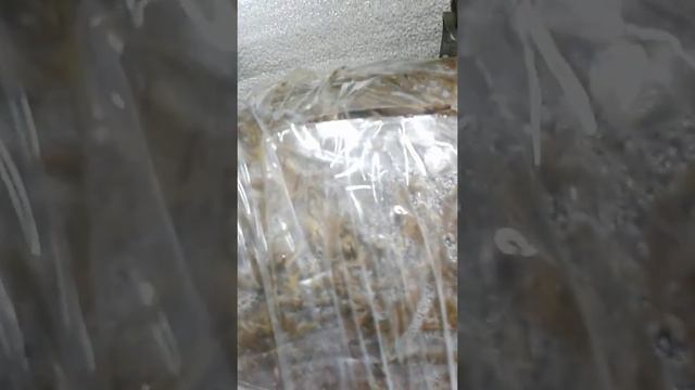 Грибы вешенки смотреть онлайн