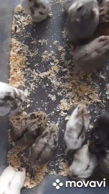 Хомяки #pets #купитьхомяка #животные #хомяк #грызуны #москва #ручнойхомяк #питомецдляребенка #love