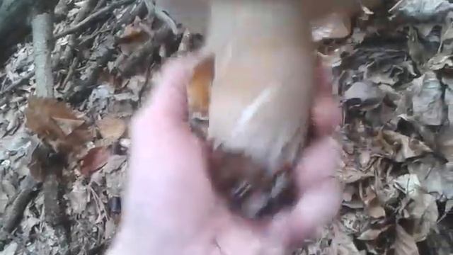 100 КГ ГРИБІВ ЗА ДЕНЬ, МІФ ЧИ РЕАЛЬНІСТЬ? ?? ВЕРХОВИНА. смотреть онлайн