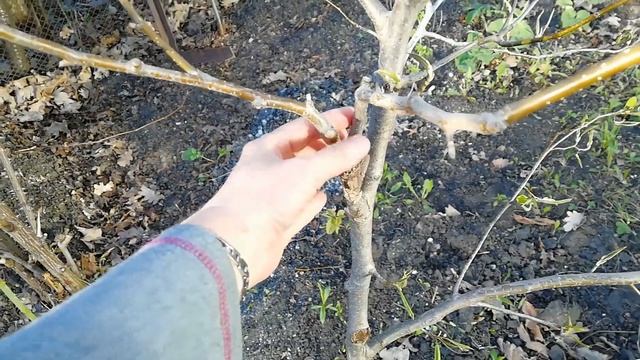 ГРУША НЕОБРЕЗАННАЯ и ОБРЕЗАННАЯ ПОСЛЕ ПОСАДКИ СПУСТЯ 3 года/ СРАВНЕНИЕ смотреть онлайн