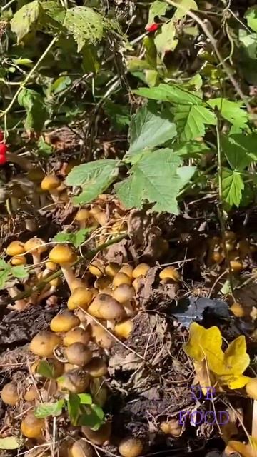 Опята возле дачного участка смотреть онлайн