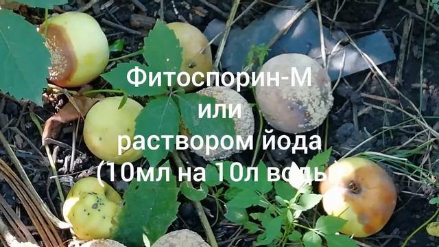 Почему гниют яблоки на деревьях. Монилиоз смотреть онлайн