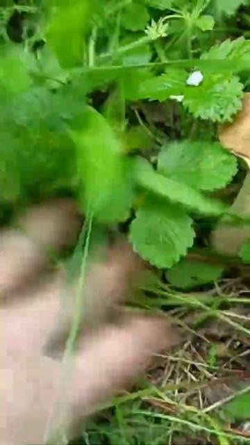 Грибная пора.Природа🍄 смотреть онлайн