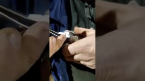 Обрезка клыков у поросят.