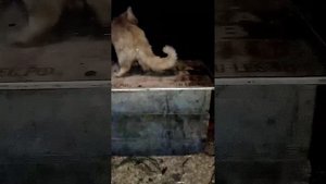 1160. Дикая лиса Маркиза и кот Амур, обиженный кот дерётся с лисой и кусает меня!