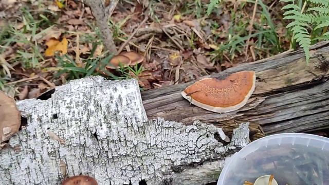 #осенниегрибы   Грибной натюрморт. смотреть онлайн