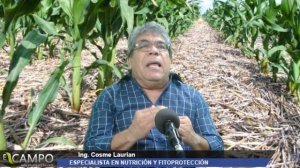 EL CAMPO - ¿CÓMO CONTROLAR EL FUSARIUM? VENTAJAS DE LA LABRANZA MÍNIMA