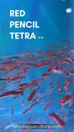 RED PENCIL TETRA