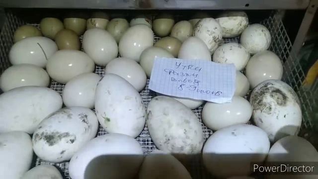 ЗАЛОЖИЛ 55 яиц ИНДОУТКИ в ИКУБАТОР. смотреть онлайн