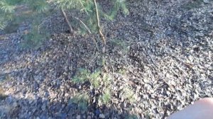 лес 2января 2021год.