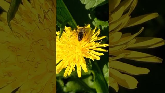 Дика Земляна Бджола Андрена на Квітці Кульбабі Online. 04.05.2024.