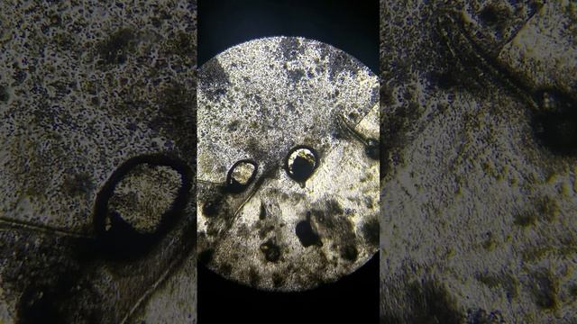 Destroying Aspergillus Niger under microscope with Spooky2 XM Rife Machine смотреть онлайн