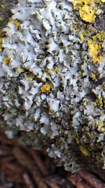 Soralia Under Physcia Lobes