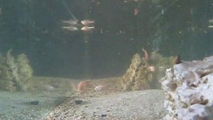 Astyanax fasciatus mexicanus