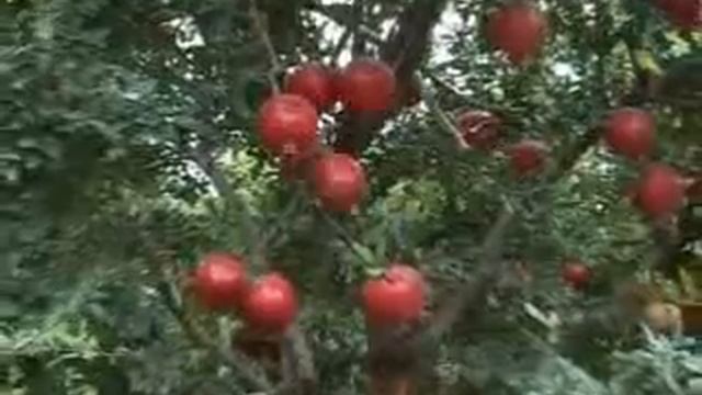 Agricultural Product Universal Bio-Con(tulsi).flv смотреть онлайн