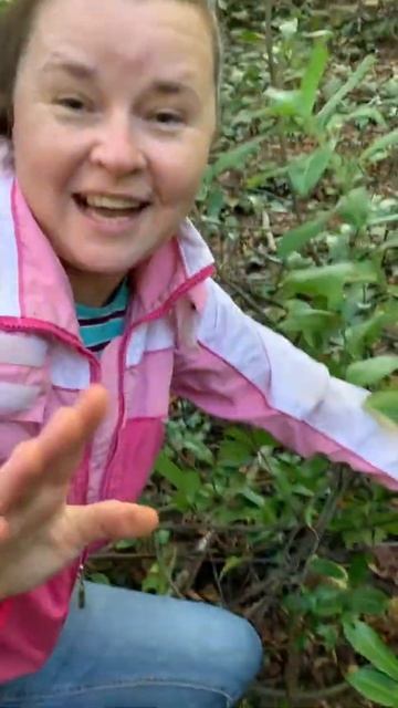 Новые опята в лесу #всочиумаши смотреть онлайн