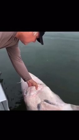 Рыбаки поймали огромную рыбу, которая слушается их Fishermen caught a huge fish that obeys them🔔👍