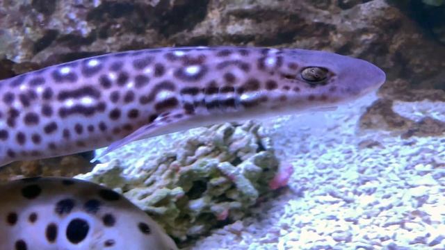 サンゴトラザメ　Coral catshark　Atelomycterus marmoratus