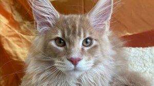 Питомник Мейн - кунов "Kunlandia" г. Екатеринбург