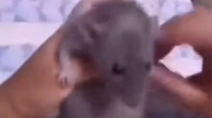 Мышь танцует