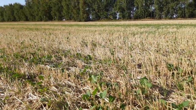 озимый рапс осеннее развитие смотреть онлайн