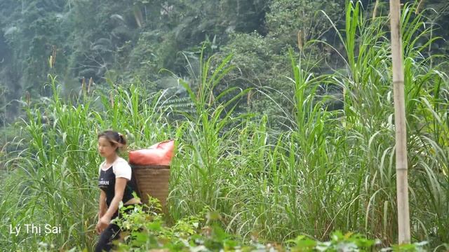 Harvest cabbage, take care of pets - Digging a fish pond l Lý Thị Sai смотреть онлайн