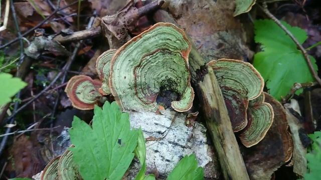 Прогулка по лесу/Август смотреть онлайн