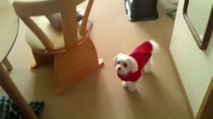 ТОП 10 Видео Лай Собаки ♥ Звук Лая Собаки Смешные Собаки