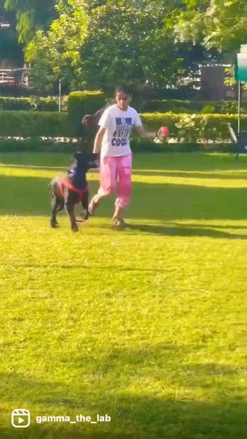 I can Catch the ball  gammathelab doglover shorts