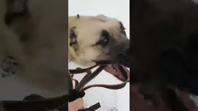 Игры кангала.