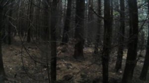 Скочив на 3 години по гриби. Вскочил на 300 по грибы.  Sliced for 3 hours on mushrooms