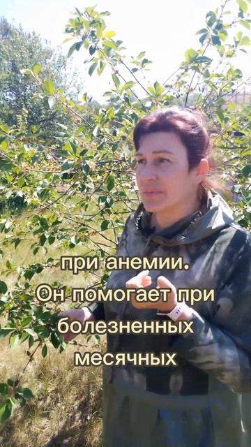 Как амаретто, только с пользой для здоровья: целебнейший и вкуснейший чай своими руками! смотреть онлайн