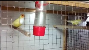 Реакция желтого самца на самку.амадина гульда.gouldian finch