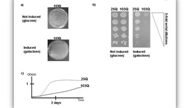 Growth Assays To Assess Polyglutamine Toxicity In Yeast l Protocol Preview