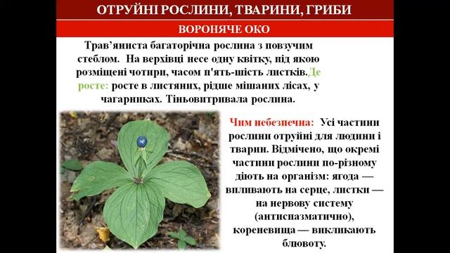 ОТРУЙНІ РОСЛИНИ ТВАРИНИ ГРИБИ смотреть онлайн