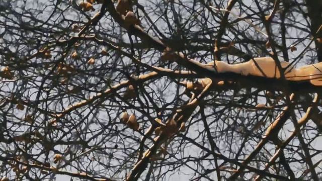VID 20230112 222829 В воде отраженья деревьев...Робер Деснос...Павел Васильев Лахтинский