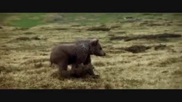 С грибами осторожно.mp4 смотреть онлайн