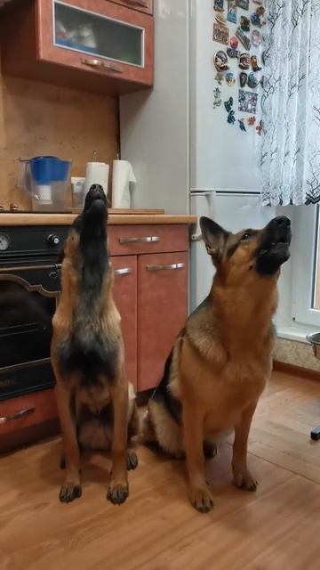 Милые женщины для вас!#виделивидео #РичардБэтти смотреть онлайн