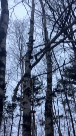 Bracket #fungi high in the sky