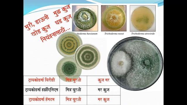 Beneficial microbs in agriculture शेतीतील उपयुक्त सूक्ष्मजीव смотреть онлайн