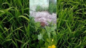 Гости моего участка 2022.