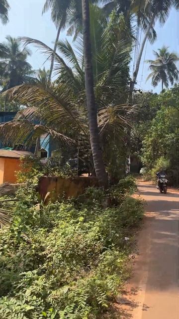 ГОА . Как доехать из Калангута в Арамболь Бюджетно скоро в Новом Видео #shortsvideo #путешествия смотреть онлайн